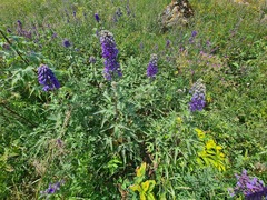 Delphinium flexuosum