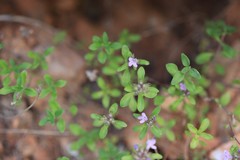 Thymus talijevii
