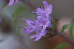 Thymus talijevii