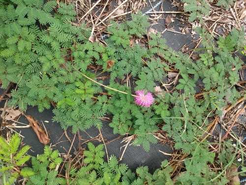 Mimosa strigillosa
