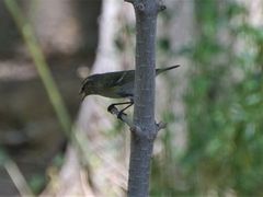 Phylloscopus