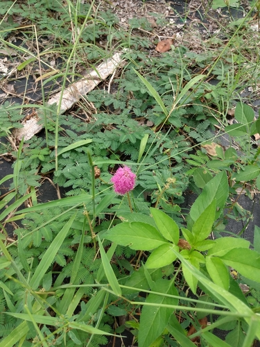 Mimosa strigillosa
