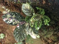 Gloxinia erinoides