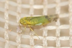 Eupteryx filicum