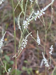 Polygonella gracilis