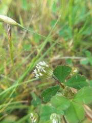 Trifolium microdon