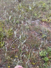 Polygonella gracilis