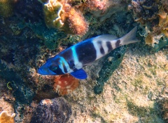 Hypoplectrus indigo