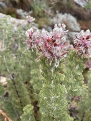 Paranomus tomentosus