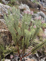 Paranomus tomentosus