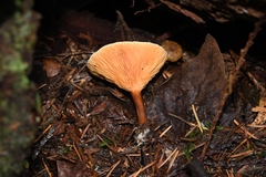 Hygrophoropsidaceae