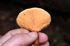 Hygrophoropsidaceae