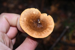 Hygrophoropsidaceae