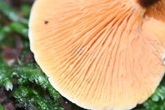 Hygrophoropsidaceae