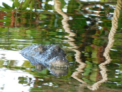 Crocodylia