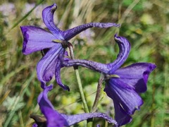 Delphinium mariae