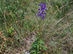 Delphinium mariae