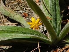 Hypoxis villosa