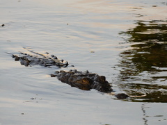Crocodylia