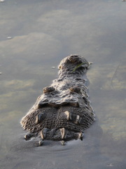 Crocodylia