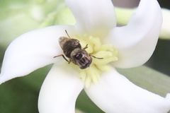 Copestylum chalybescens