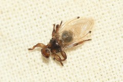 Lipoptena depressa