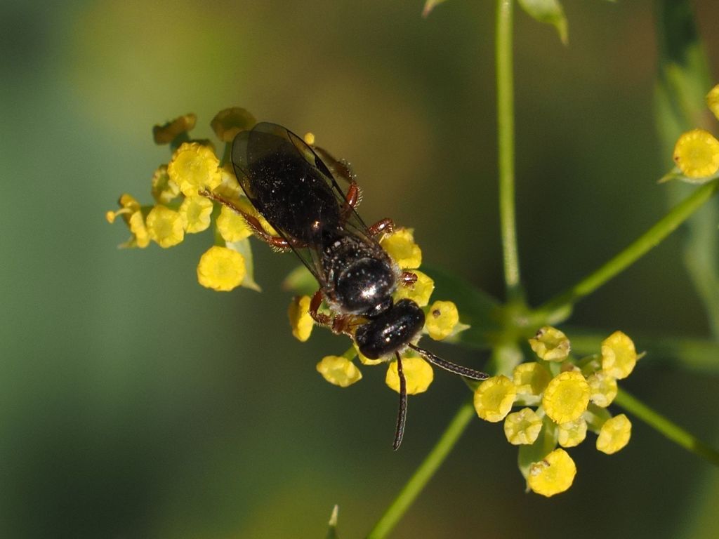 Lasioglossum bluethgeni