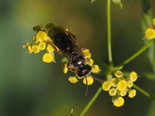Lasioglossum bluethgeni