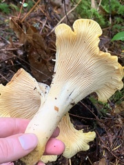 Cantharellus cascadensis