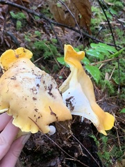 Cantharellus cascadensis