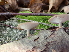 Lentinus substrictus