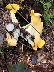 Cantharellus cascadensis