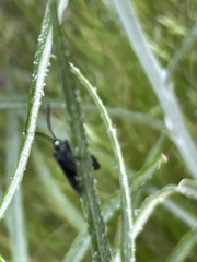 Pollanisus subdolosa