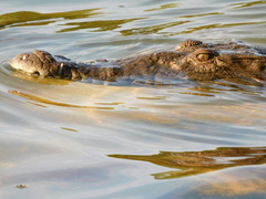 Crocodylia