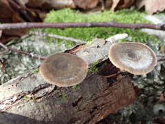 Lentinus substrictus
