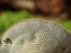 Lentinus substrictus