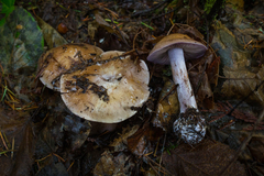 Thaxterogaster purpurascens