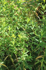 Euphorbia procera
