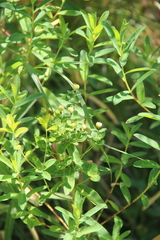 Euphorbia procera