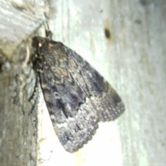 Amphipyra