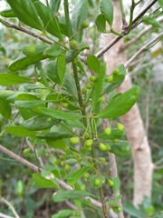 Image of Gyminda latifolia