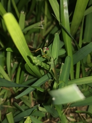 Stagmomantis fraterna