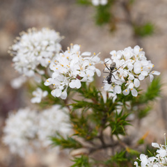 Camponotus angusticeps