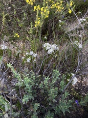 Camponotus angusticeps