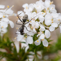 Camponotus angusticeps