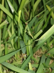 Stagmomantis fraterna