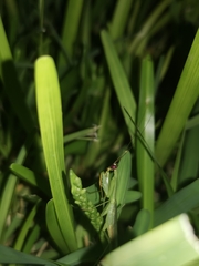 Stagmomantis fraterna