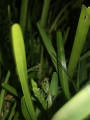 Stagmomantis fraterna