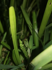 Stagmomantis fraterna