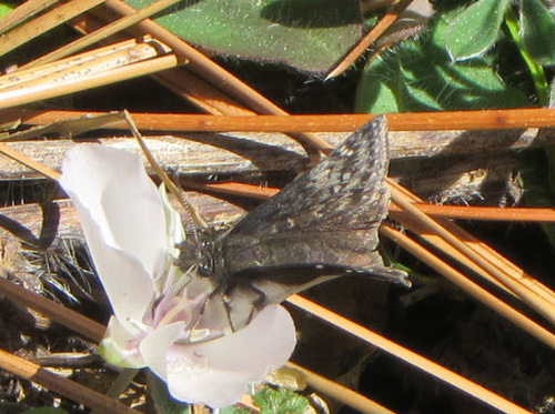 Propertius Duskywing photo 3